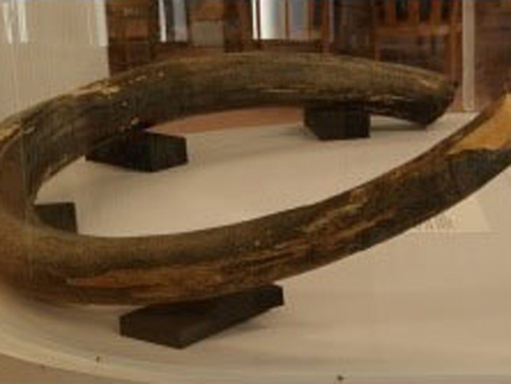 Excavated Mammoth Tusk